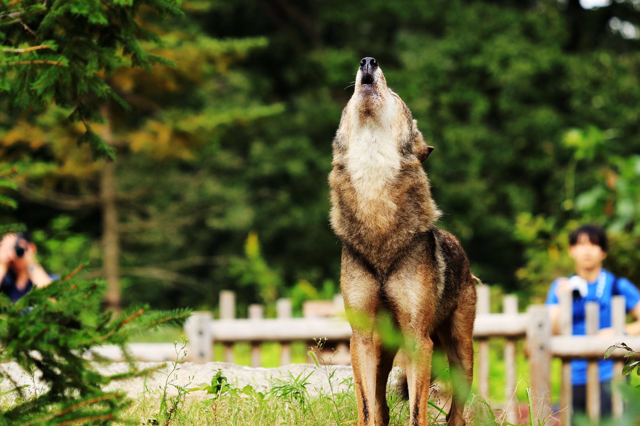 よしと オオカミは かっこいいね 貴重な 遠吠えも撮れました ワイルドだろぅ 写真好きな人と繋がりたい Photography Photo Wolf オオカミ T Co Bspofdhvqb Twitter