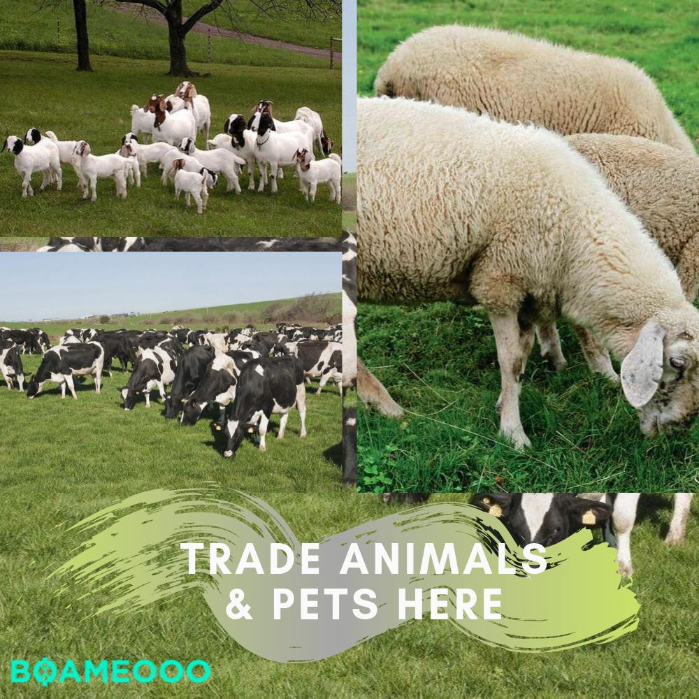 boameooo's tweet photo. Trade Your Animals and Pets In Ghana With Boameooo
Want to trade your  Animals and Pets  through any simple platform?
Trade and post your ads here to get more exposure: https://t.co/3NDjar4fPR

#classifiedads #classified #advertisement #freeads #free #car  #pets #ghana https://t.co/qReZZV1zc8
