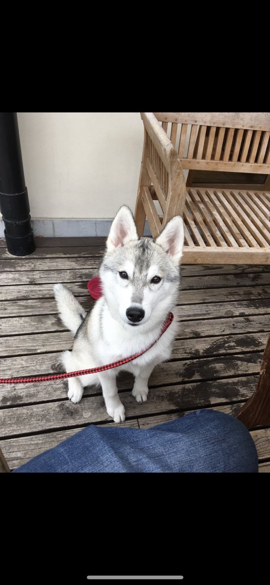 3日ぶりのご主人 に気づかなかったハスキー犬のテンションがぶち上がっていく様子が可愛い動画 あれご主人 寝ぼけててかわいい Togetter 3日ぶりのご主人 に気づかなかったハスキー犬のテンションがぶち上がっていく様子が可愛い動画 あれご主人 寝ぼけててかわいい Togetter