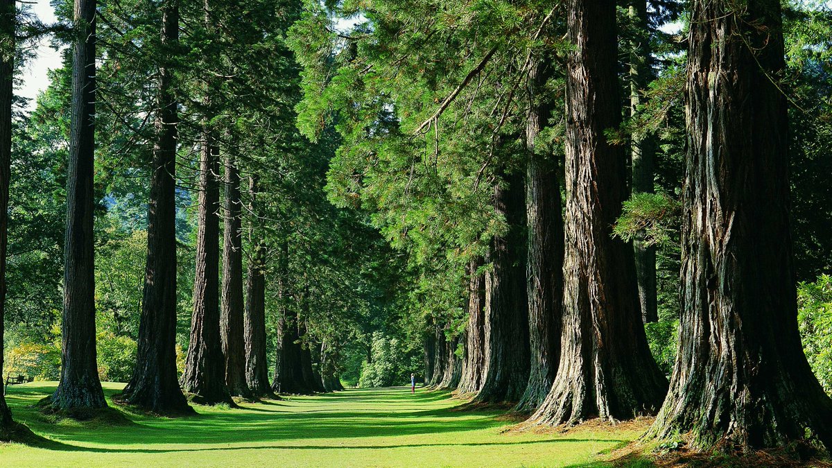 Save the #BenmoreGiants. The magnificent Redwood Avenue <a href="/BenmoreBotGdn/">Benmore Botanic Garden</a> needs urgent root work to survive. Help save these iconic trees by donating online at rbge.org.uk/benmoregiants or text GIANTS to 70660 to donate £3.