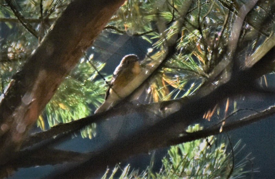 2nd this year RED-FLANKED BLUTAIL, 13th for Poland and only 3rd spotted in the field. All other records was related to birds trapped or dead individuals. Yesterday in Kalisko, Masovia by Marek Murawski.
<a href="/TarsigerTeam/">Tarsiger</a>