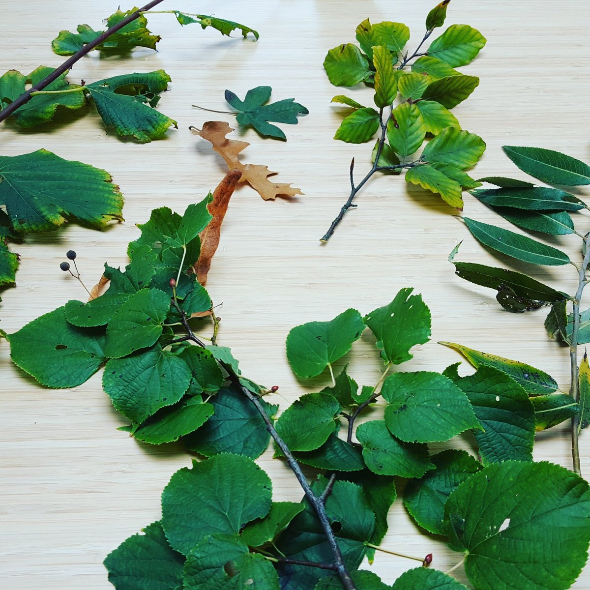 EelkevandeSande's tweet photo. In de buurtapp komt er vandaag vast iets voorbij over een dubieuze man die takken en blaadjes van de bomen trekt. Wees gerust. Is gewoon een leerling Bos-en natuurbeheer die aan zijn herbarium opdracht werkt. #bosennatuurbeheer #heliconvelp #herbarium #natuur https://t.co/fUQXXv0JW5