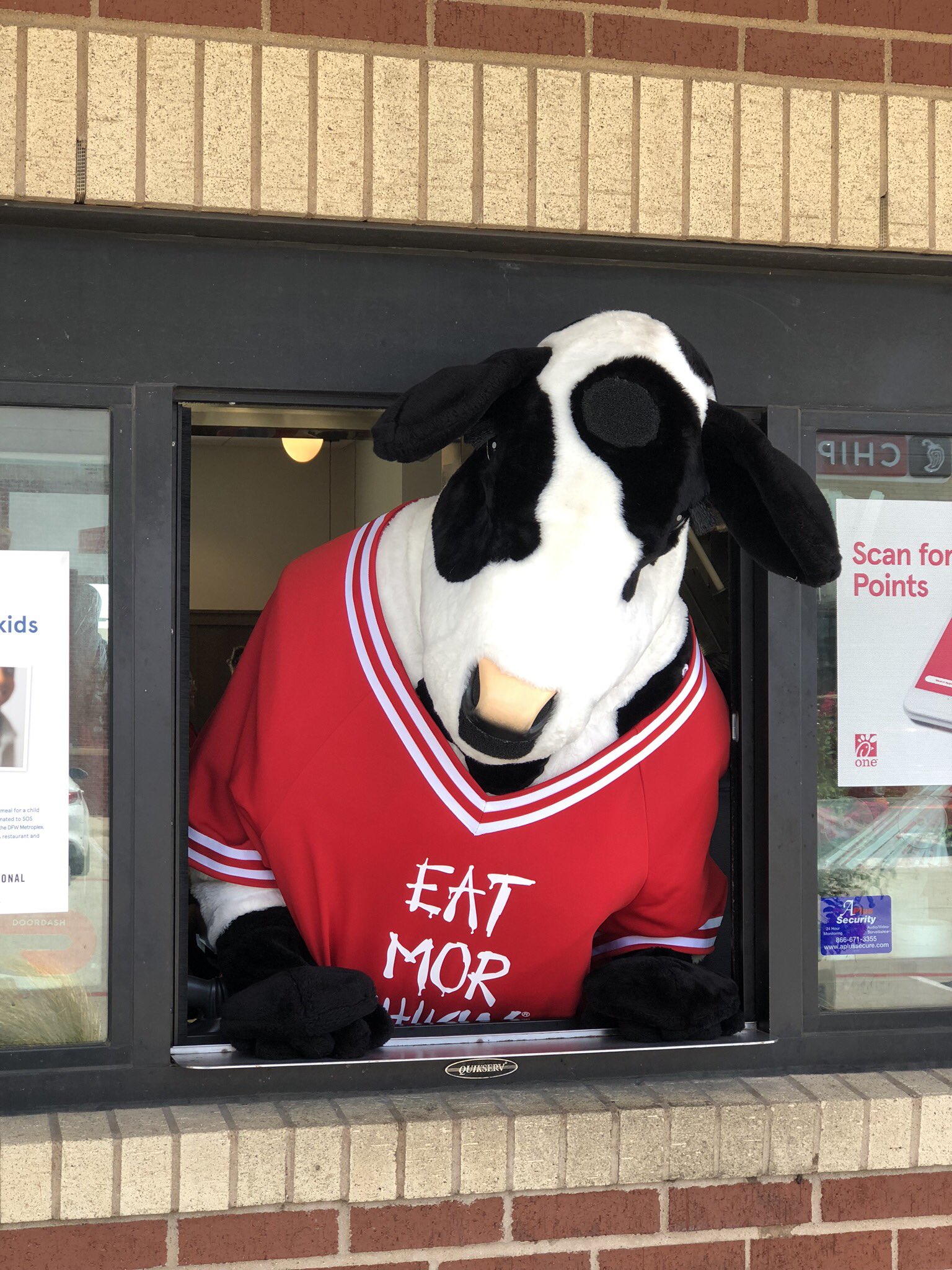 Chick Fil A Cow Mascot