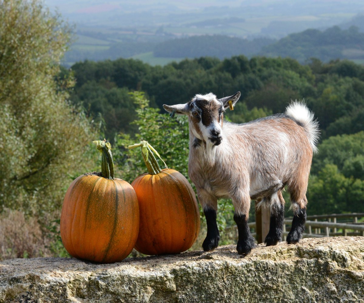 🧙‍♀️🎃Devon style. Devon’s Top Attractions have got a whole host of exciting half term events and activities lined up for all those happy Halloweenies that want to have some monstrous or mysterious half term days out. 🎃🧙‍♀️

Read more here: bit.ly/2pKzj91