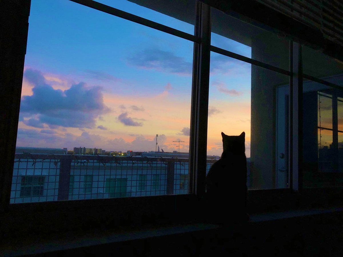 every morning my cat gets up on this windowsill and watches the sunrise