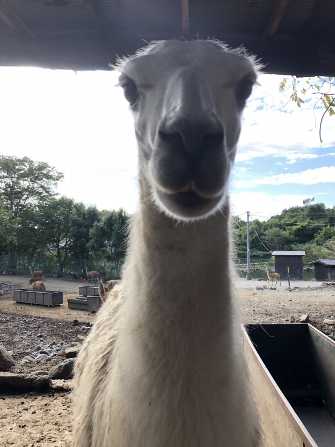 那須サファリパーク Ar Twitter アルパカ ではなくラマのクーちゃんです 今朝神々しく黄昏ていたのでシャッターチャンス と思いましたがこっち向いてしまいましひょわあああああぁぁぁぁつば吐かないでえ ﾟdﾟ ﾍﾟｯ ラマ Lama そんなにはツバ飛ばしてこない