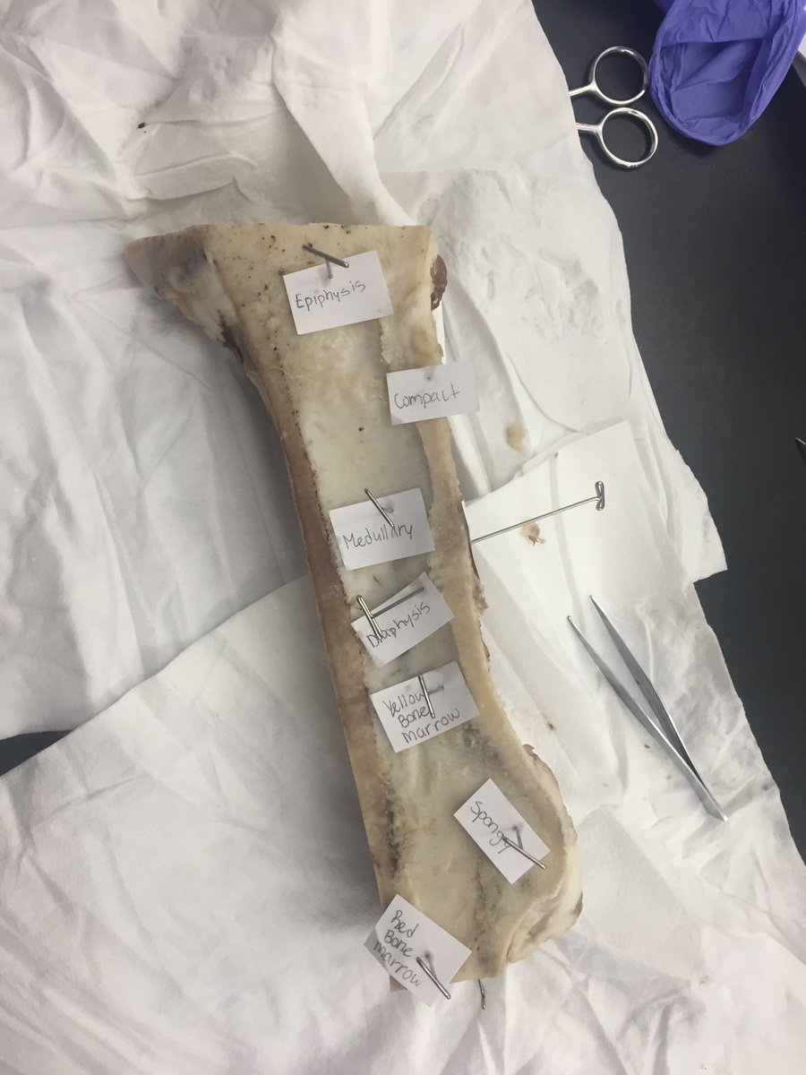 HBS students dissecting a cow's femur