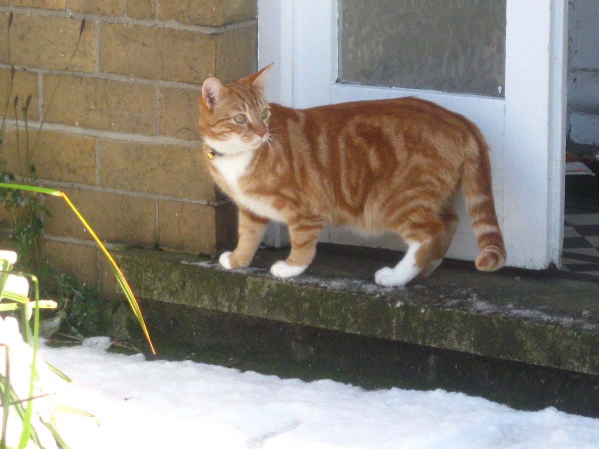 nemoloris's tweet photo. Almost a decade ago there was some snow in Hull, through which Mr Sam made his way ever so gingerly. #catsofhull https://t.co/iSC179RQy7