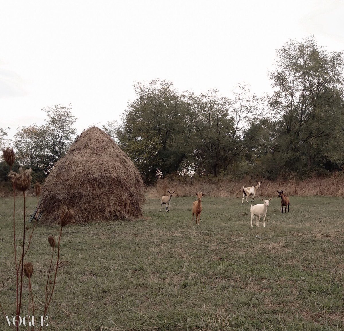 Milan_2U's tweet photo. “Goats” on My #photovogue 

#photography #vogue #landscape #autumn #nature #twitter https://t.co/tMHImlppz2