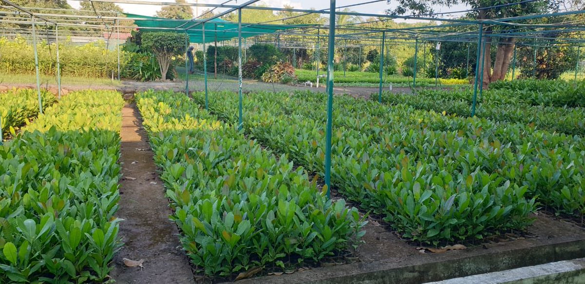 Surat Division tweet media