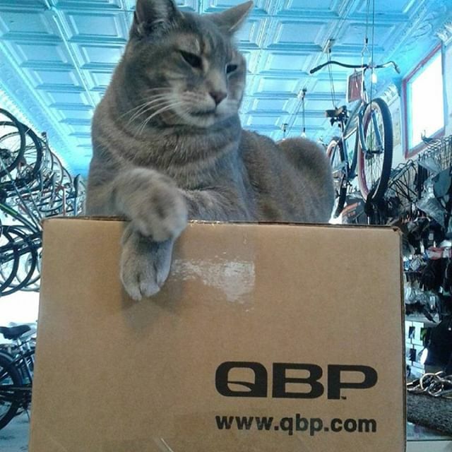QualityBike's tweet photo. "Shipping and receiving" •
#repost @bluecitycycles
•
•
•
#qbpbox #catsofinstagram #qbp #bikeshoplife #bikechi #catbox https://t.co/iIldeuAGPu https://t.co/xli1EiAbyv