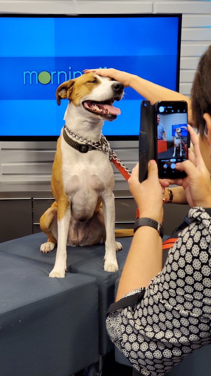 morninglive's tweet image. Looks like Producer Don and Sasha are in their happy place!! #AdoptablePets @LincolnCountyHS