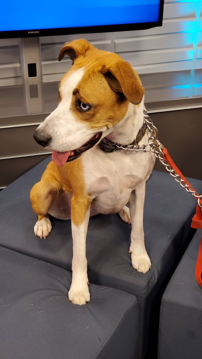 morninglive's tweet image. Looks like Producer Don and Sasha are in their happy place!! #AdoptablePets @LincolnCountyHS