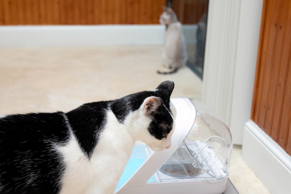 Gibson The Rockstar Cat On Twitter The Giant Cat Is Very Clever