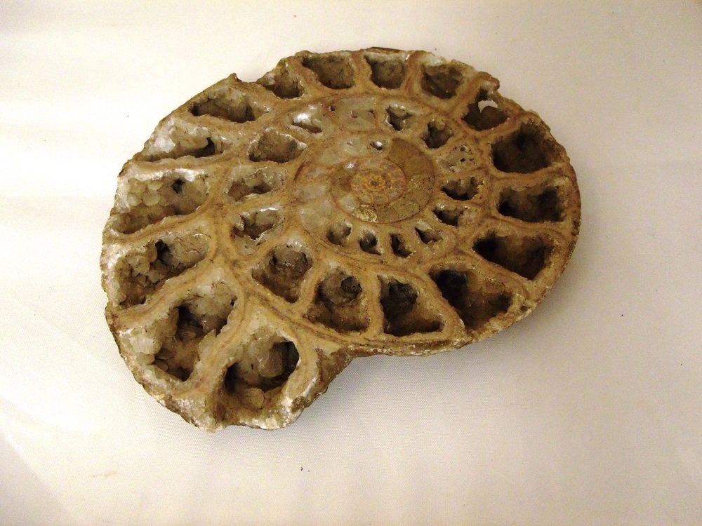 TheWilsonChelt's tweet image. Today we&apos;ve been #BehindTheScenes in the WOW gallery this morning, updating our inventories of our collections on display.  We rather enjoyed getting a closer look at this very impressive ammonite fossil. #Geology #FantasticFossils #WOWGallery