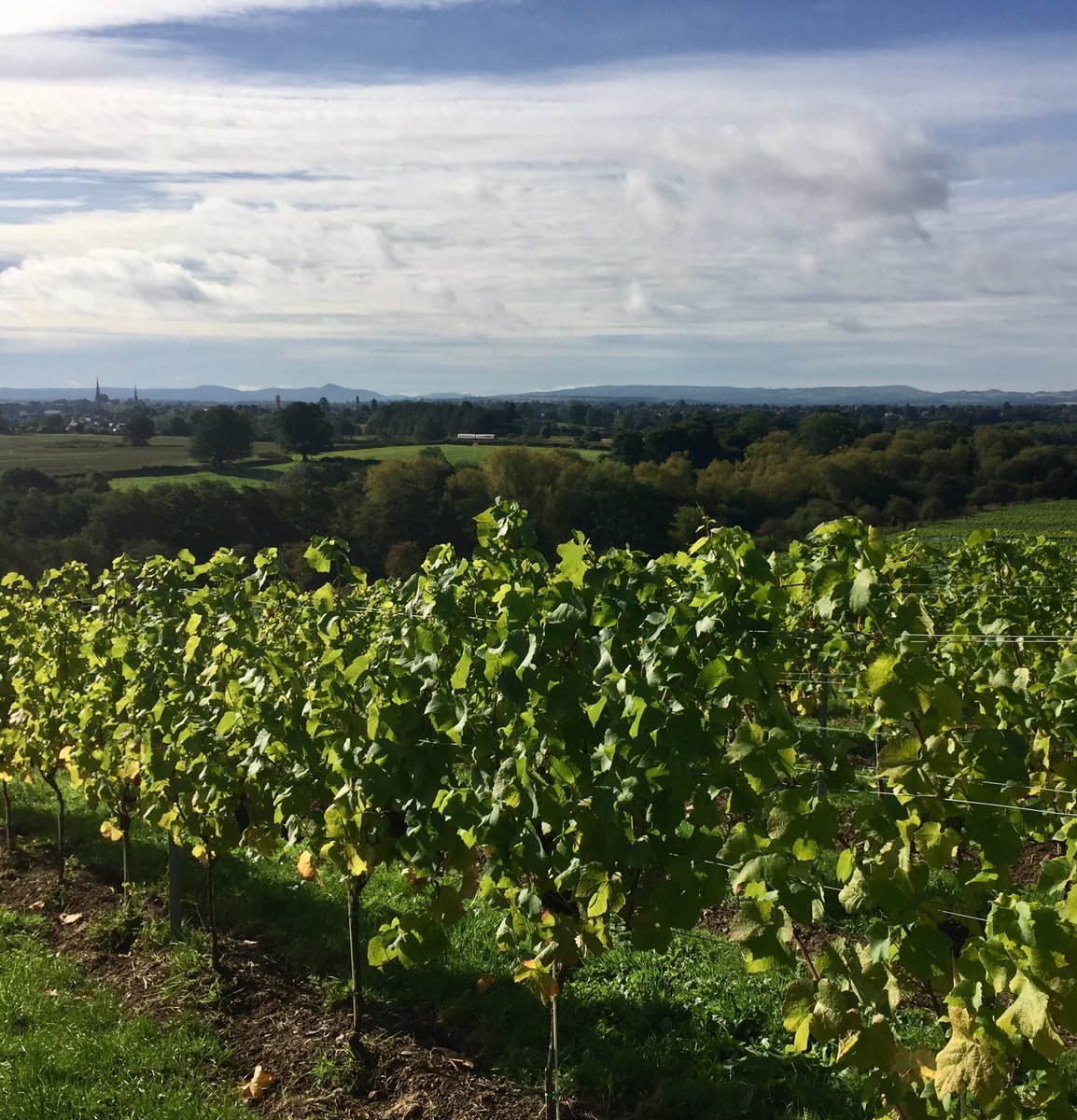 hencoteestate's tweet photo. Calling all suppliers from #Shropshire &amp; #TheMarches We are seeking food &amp; drinks to compliment our #HencoteEstate  #EnglishWines &amp; new ‘terroir’ focused menus launching this month at #TheViewRestaurant #shrewsbury #shropshire DM us your product details.  #foodies recommend some? https://t.co/acLWSEyZ3T