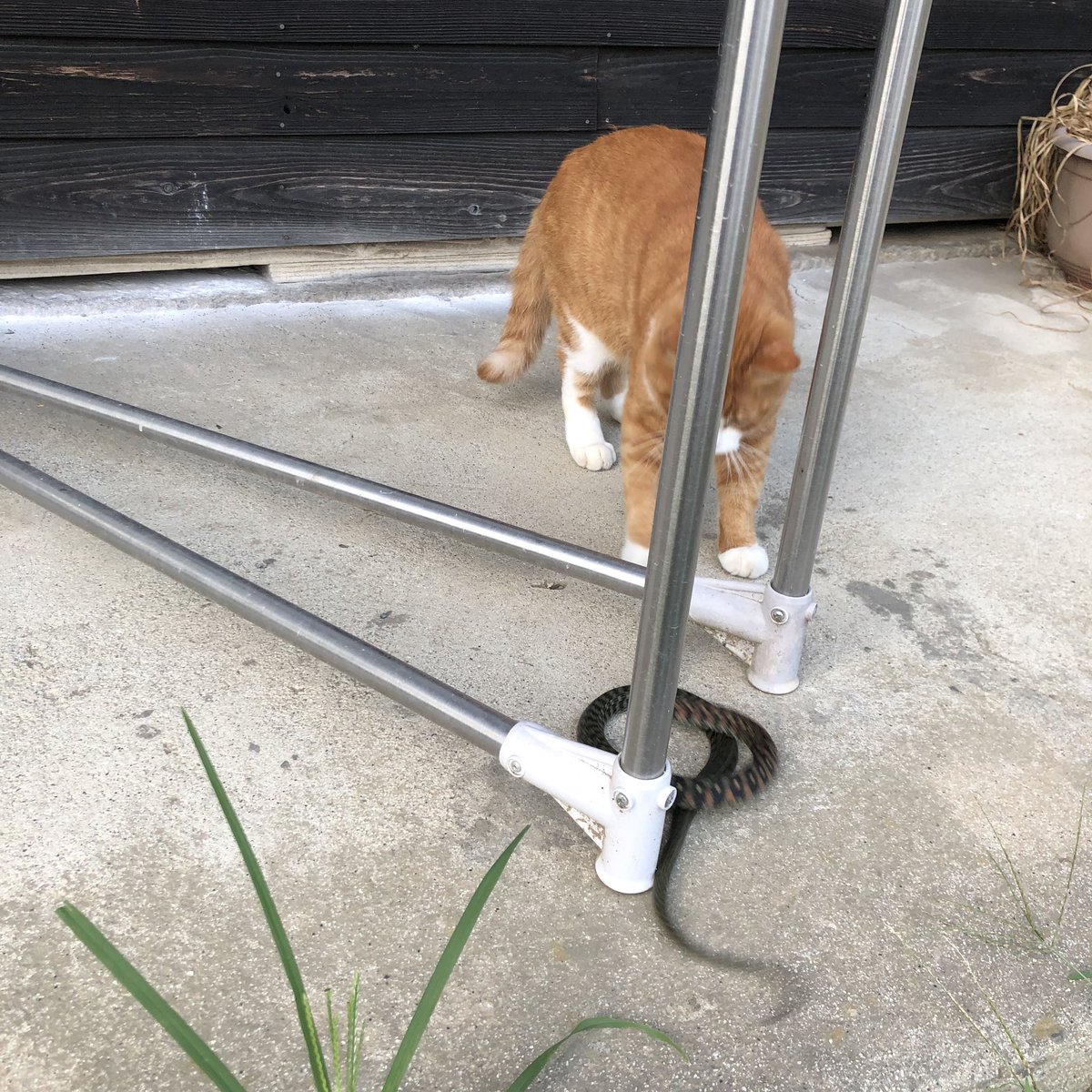 bunta_cat's tweet image. 