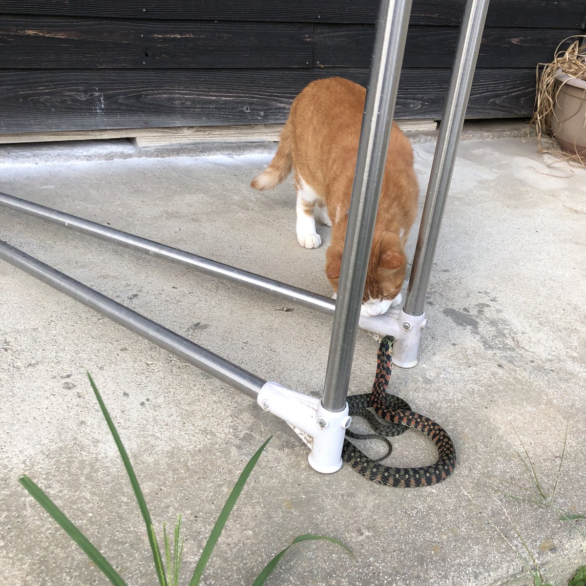 bunta_cat's tweet image. 