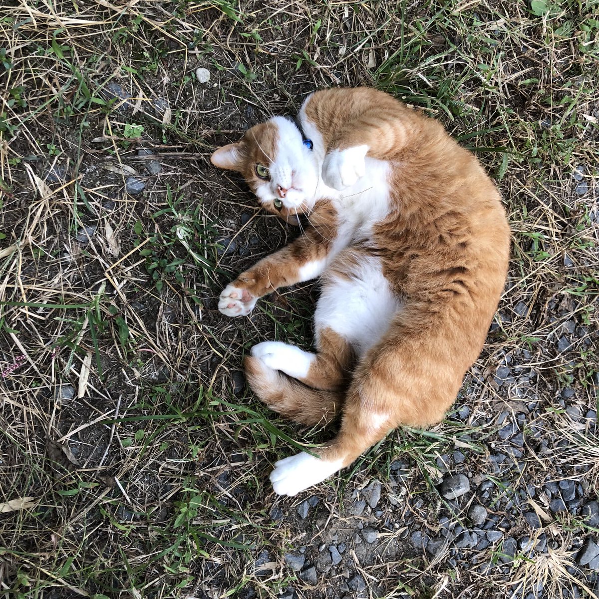 bunta_cat's tweet image. 