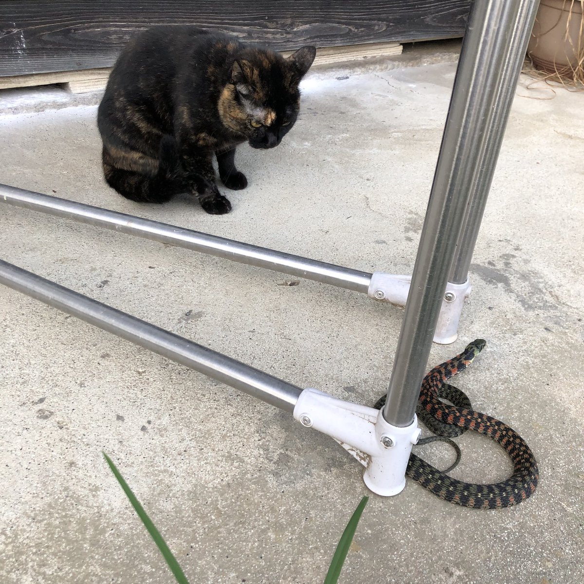 bunta_cat's tweet image. 