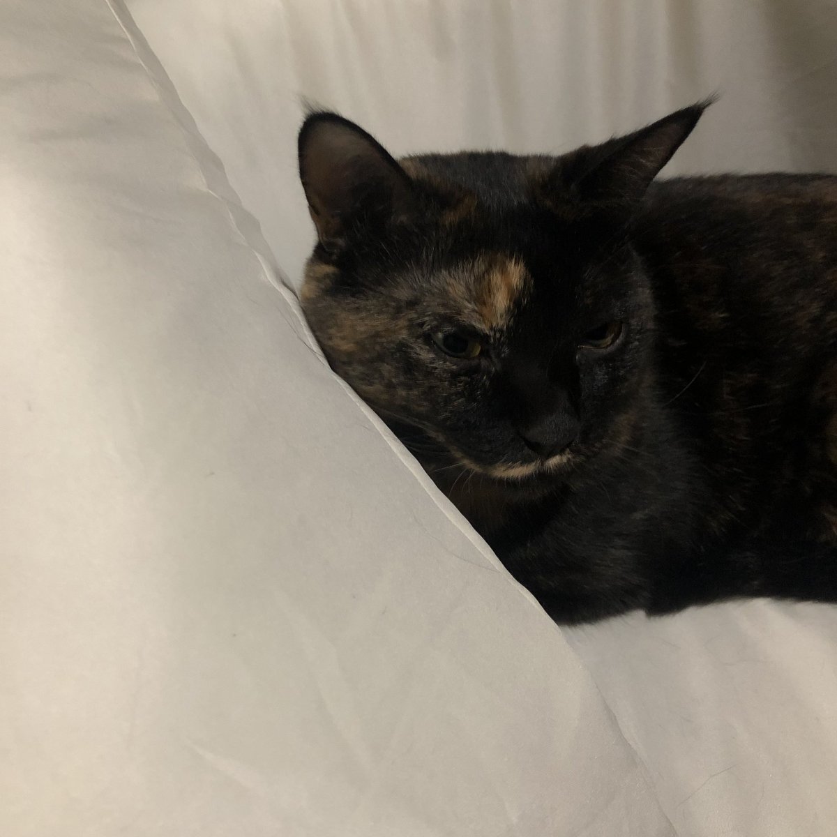 bunta_cat's tweet image. 