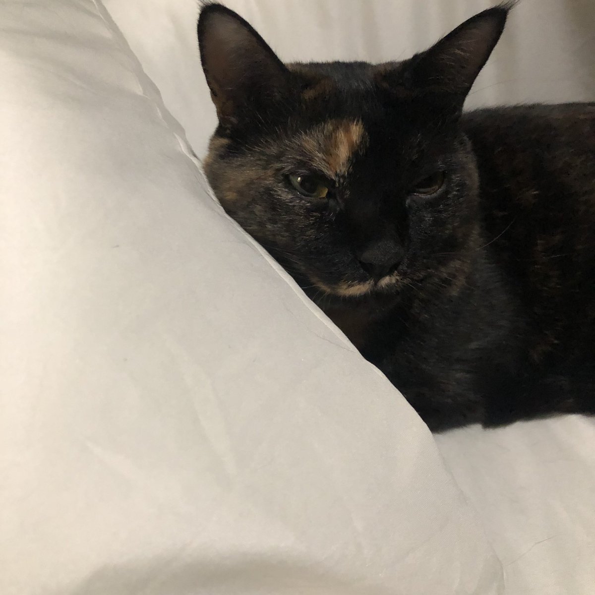 bunta_cat's tweet image. 