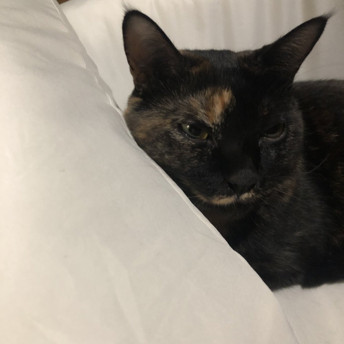 bunta_cat's tweet image. 