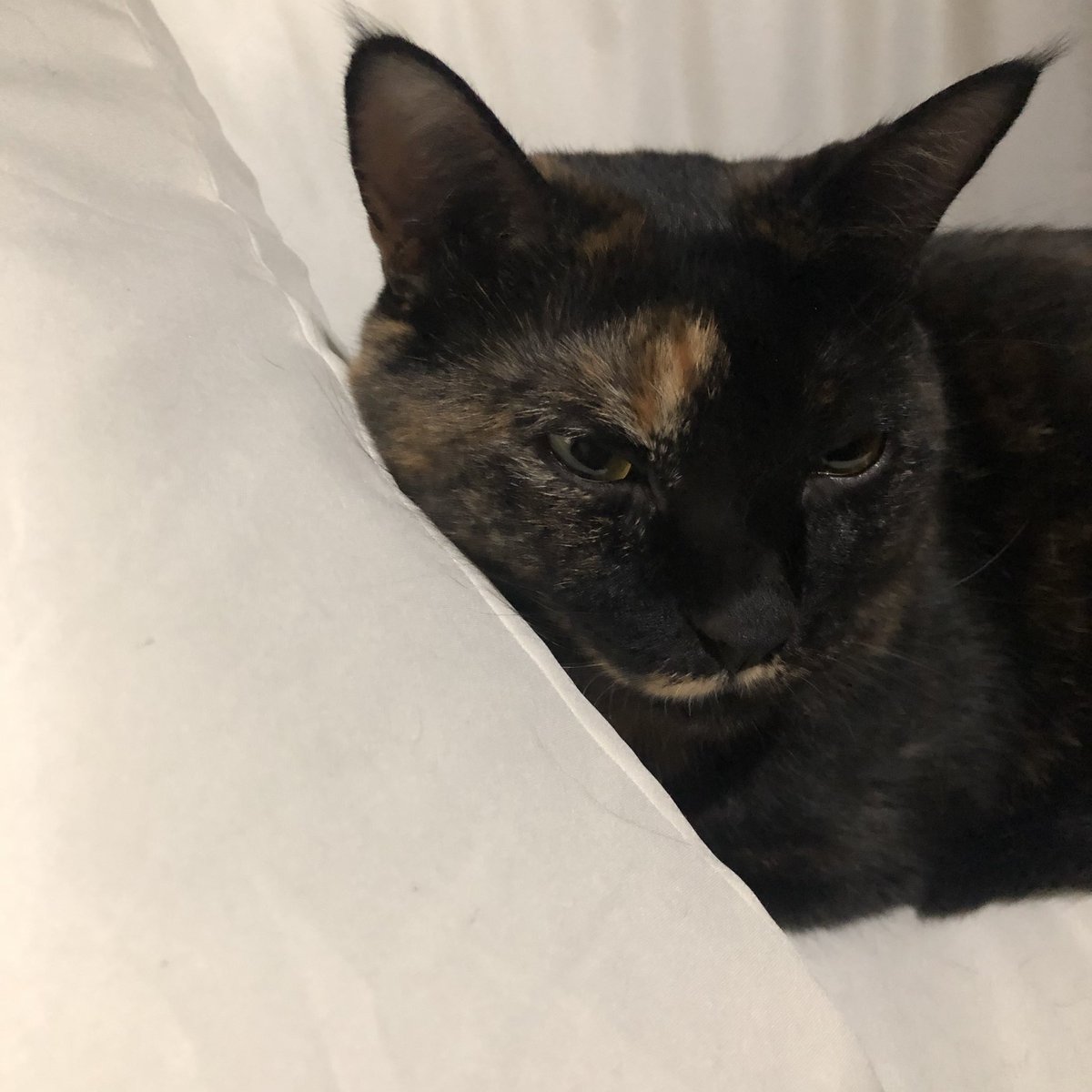 bunta_cat's tweet image. 