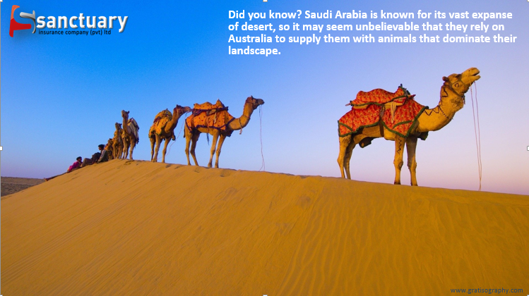 sanctuaryinsure's tweet photo. Must be an interesting case as those camels should be in for some serious jet lag. Insure your Goods In Transit with #Sanctuary and enjoy #PeaceOfMind as your valuables get delivered to their destination.
#SanctuaryInsurance
#BuiltAroundYou
#GoodsInTransitCover https://t.co/uQU5LmxliZ