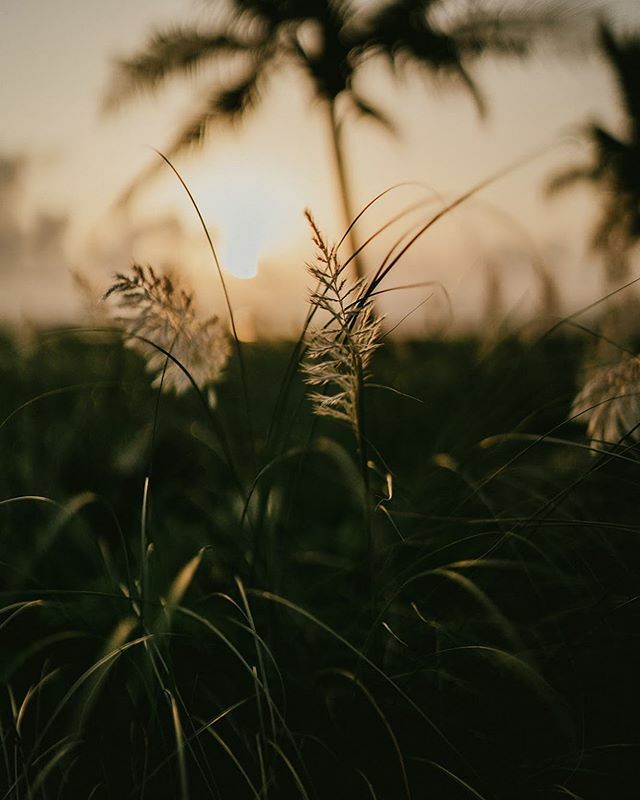 DAP_Club's tweet photo. Golden Hour 🌾 #wanderslutindia .
.
.
#indiaclicks #indiapictures #indianphotography #india_undiscovered #_coi #snapseedindia #pulpkey #visuals360 #indianphotos #moodygram #indiatravelgram #moodydelhi #moodyindia #indiangrams #streetgramers #unsplash #bealpha #beautifuldestin… https://t.co/MMhMZwcuVI