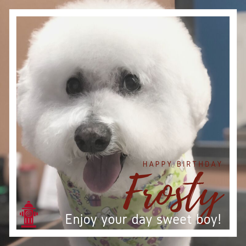 Red_Hydrant_Spa's tweet photo. Join us as we say 🎉Happy Birthday🎉 to sweet Frosty! He's groomed &amp; ready to celebrate his 14th bday with his family!⁣
⁣
He's been with the Red Hydrant family since 2007 &amp; we are so lucky to celebrate with him!
⁣
So enjoy your day sweet boy! Eat all the 🎂 and play all day! https://t.co/LlU1qlO29T