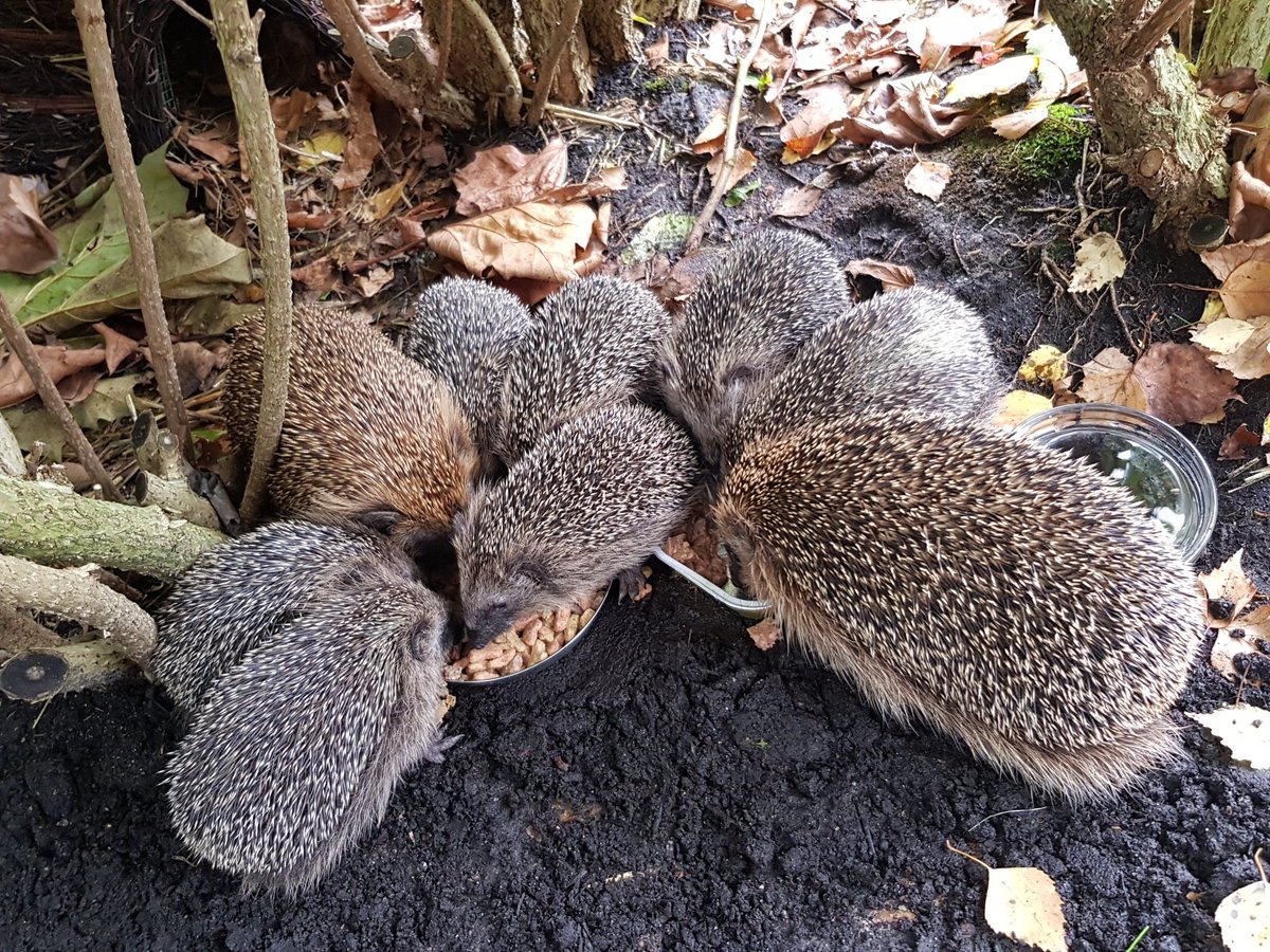 Cor_Ten_Staal's tweet photo. Eindelijk de hele egel familie in beeld: de 7 kleintjes met de 2 moeders. https://t.co/d2qDLEbhs4