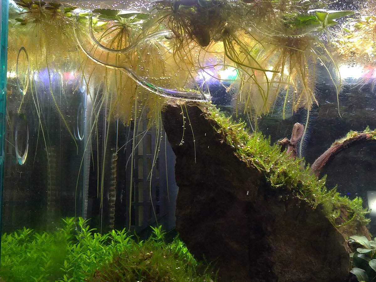 えびな あまね グッズでた 無料スキンもでた 土 ソイル を入れてる水槽で立ち上げ初期に起こる 水中の栄養多すぎ状態防止のために 根から栄養を吸いまくる浮草を入れているんですが 土曜に4cmくらいに切り揃えた根が15cmくらいに伸びてて 草