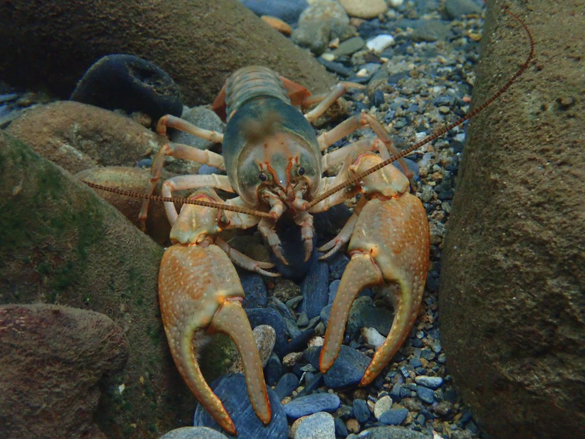 GreatSmokyNPS's tweet image. Don't be crabby just because it's Monday!
It's the start of a gorgeous new week here in the Smokies. It's finally cooling down a little and all our critters both on land and underwater are grateful for some much needed rain!
Photo by: Briana Cairco-Cary;