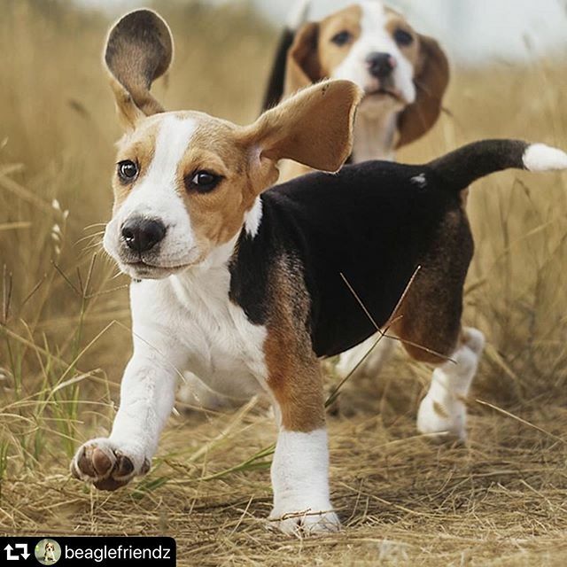 ChienEtCo's tweet photo. 🎵Tu t’envole, tu t’envoles tu t’envoles 🎵
Regardez moi cette Cutitude 😍😍😍
.
Credit : ➡️ @beaglefriendz 
Follow : ➡️ @chienandco .
.
#beaglesofinstagram #beagles #beaglelove #beaglelife #beaglepuppy #beagleworld #beagleoftheday #beagledog #beaglec… https://t.co/3USpHaPV8k https://t.co/Me1KFGQxcW