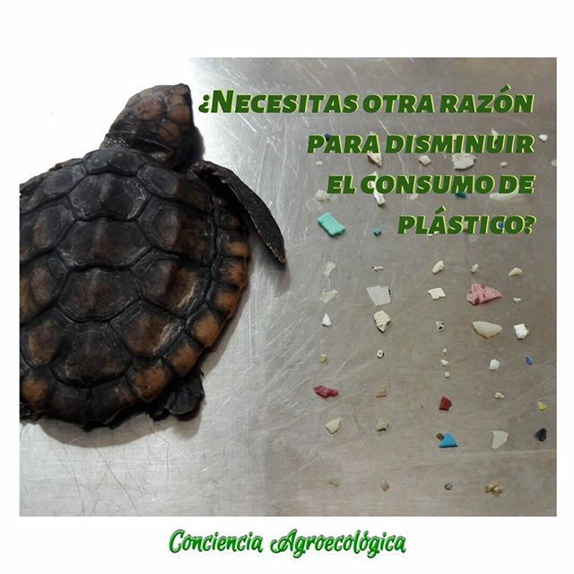 TipsAgroeco's tweet photo. Esta tortuga fue encontrada con más de 100 trozos de plástico en sus intetinos, ¿lo peor de todo? esto ocurre normalmente en los océanos.
-
-
-
-
-
#Eco #ConcienciaAgroecológica #Ecología #Contaminación #Agroecología #Ecotips #Compostar
#Plástico #ZeroWa… https://t.co/hnWGKb5AYQ https://t.co/PQK1wUg825