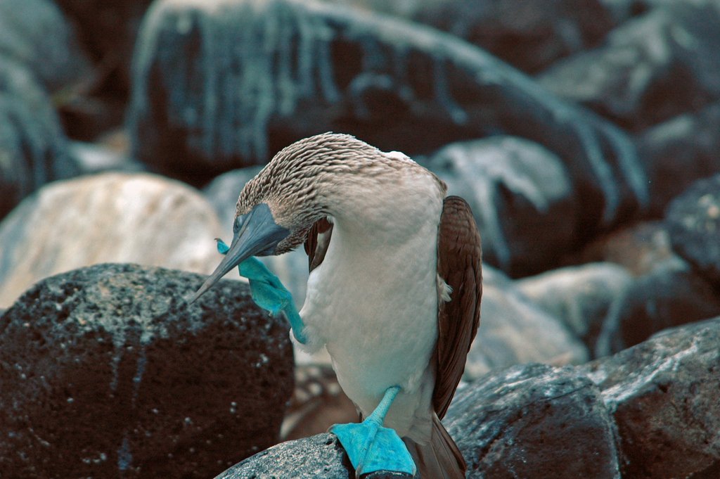 Good Monday morning! This blue-footed booby seems to be doing some #yoga stretches. What pose would you call this? #Galapagos
