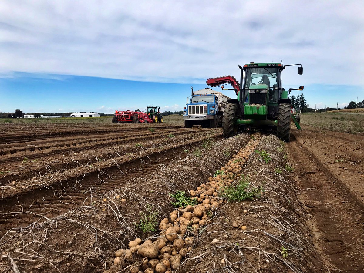 Happy #OntAgWeek from our team here at <a href="/StreefProduce/">Streef Produce Ltd.</a>! We wish everyone a safe and successful harvest season. #ontag #harvest19 #potatoes #farm365