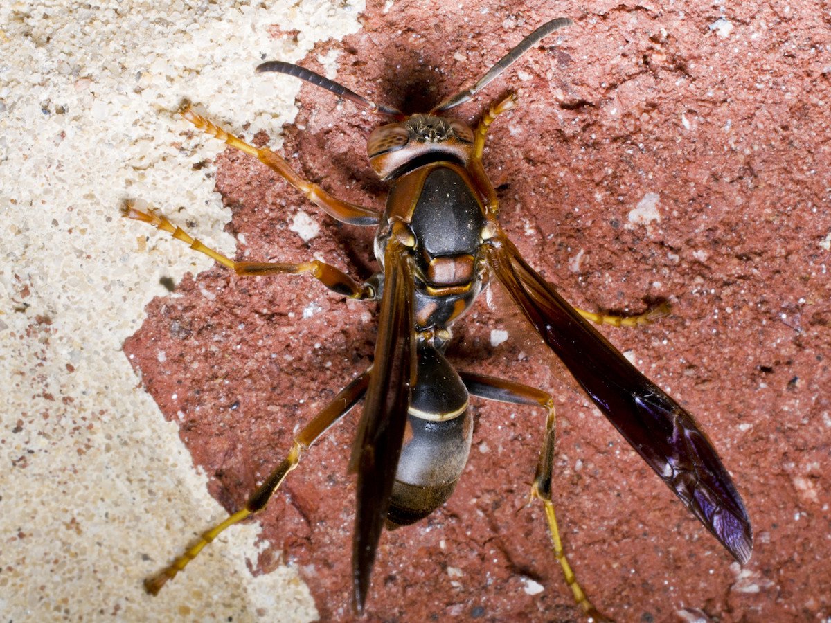 While you may have heard of common offenders like paper wasps and European hornets, are you able to tell the difference from how they look, to what they eat, and where they like to nest?
pestworld.org/news-hub/pest-…