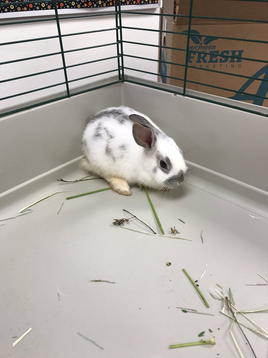 MrsSosin's tweet photo. Meet Lessenger’s new school bunny! Thank you to retired teacher, Mr. Hinshaw, for this sweet little guy! Stay tuned for a name! @roadrunnersrule #wearelamphere https://t.co/2QiYZKgvya