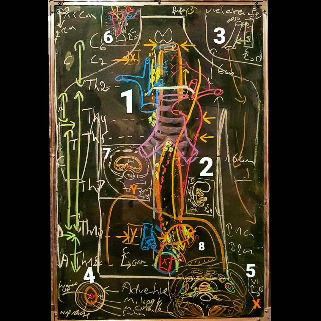 foufika's tweet photo. #Anatomy #anatomydrawing  #Draft https://t.co/q63RSecnzc