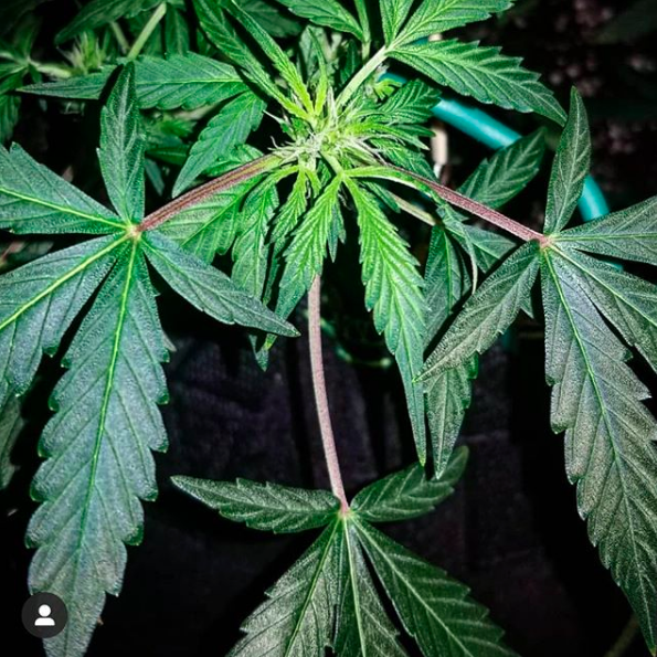 GrowersChoiceUS's tweet photo. #CriticalPurple from @northoftheborderbuds. The coffee + spice aroma alone is enough to win you over! https://t.co/4fm88VTBuM