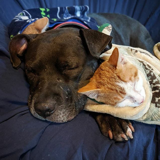 shadow_the_apbt's tweet photo. Pibble sandwich #whatdreamsaremadeof
.
.
.
.
.
#kittens #kittensofinstagram #catsofinstagram #pitbull #pitbullsofinstagram #bullybreed #dogsofinstagram #dogsofseattle #adoptables #rescuedog #adoptdontshop https://t.co/qCKiXItzpx https://t.co/egyPhojsxA