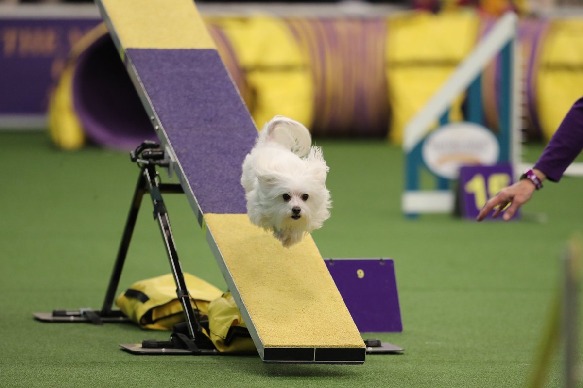 westminster kennel club premium list