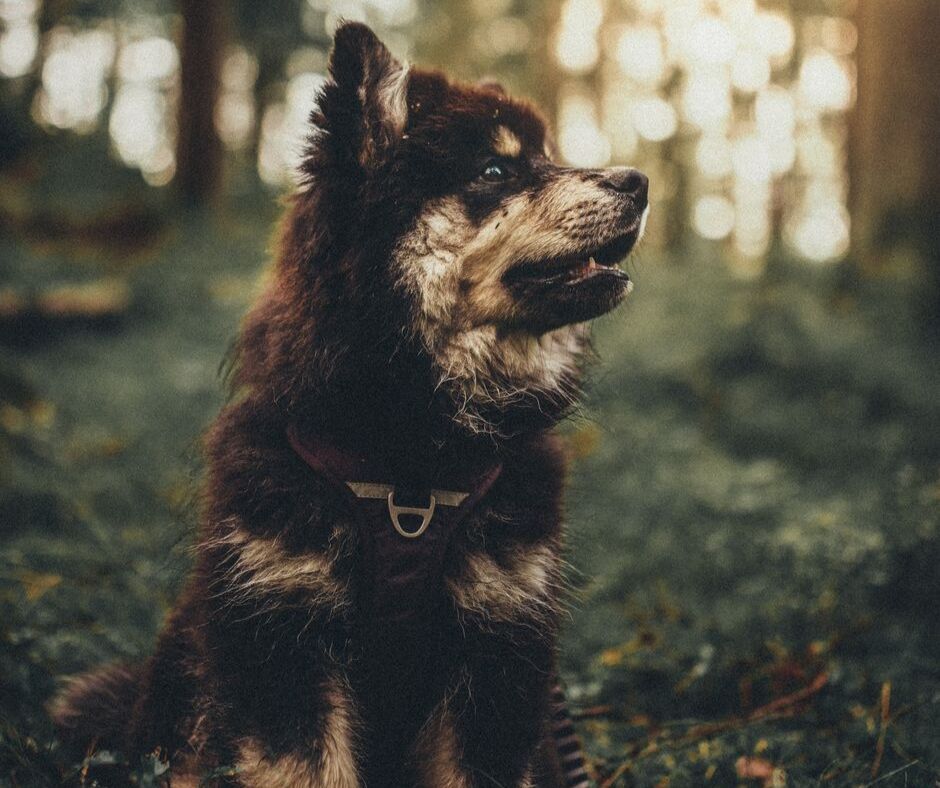 Value Vet tweet media