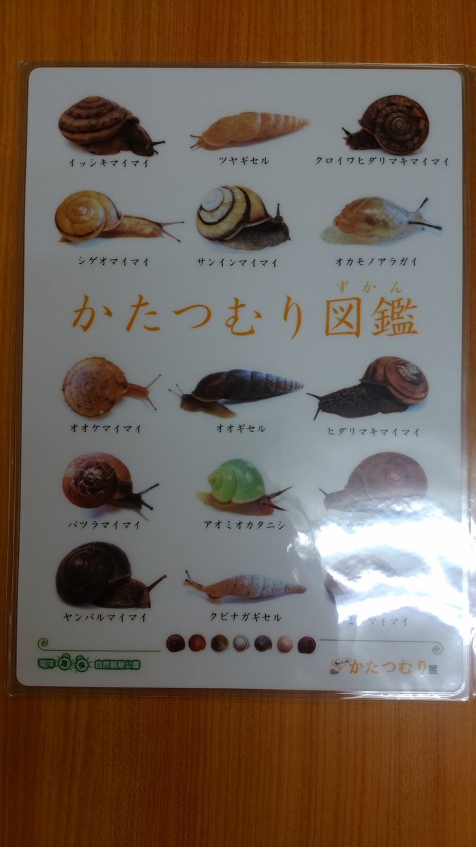 Beetle On ビートロン 下敷き 竜洋昆虫自然観察公園様から 3種類の下敷きが入荷しました この機会に是非お買い求め下さいませ 世界のカマキリ図鑑 かたつむり図鑑 世界のゴキブリ図鑑 竜洋昆虫自然観察公園 ビートロン