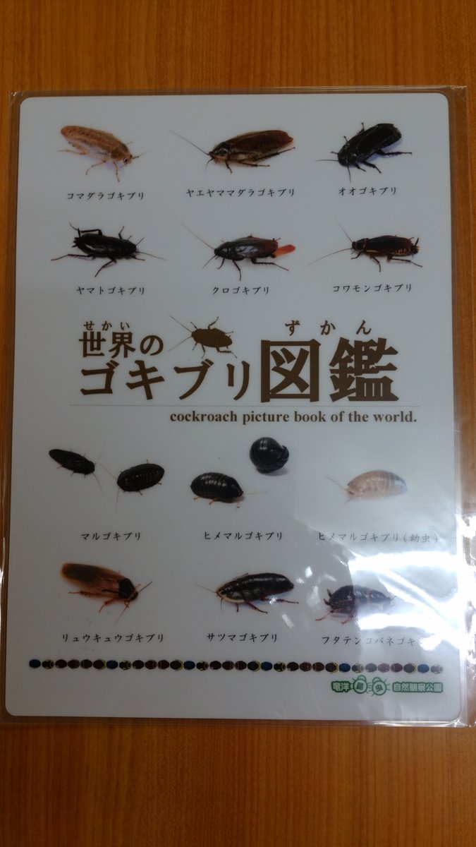 Beetle On ビートロン בטוויטר 下敷き 竜洋昆虫自然観察公園様から 3種類の下敷きが入荷しました この機会に是非お買い求め下さいませ 世界のカマキリ図鑑 かたつむり図鑑 世界のゴキブリ図鑑 竜洋昆虫自然観察公園 ビートロン
