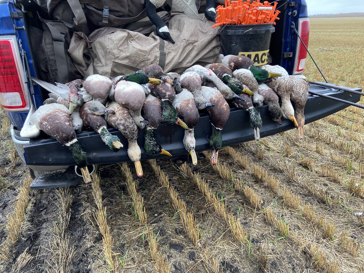 devilslakeguide's tweet photo. Think GREEN! Love Mallards... https://t.co/cnIvs3MfEO