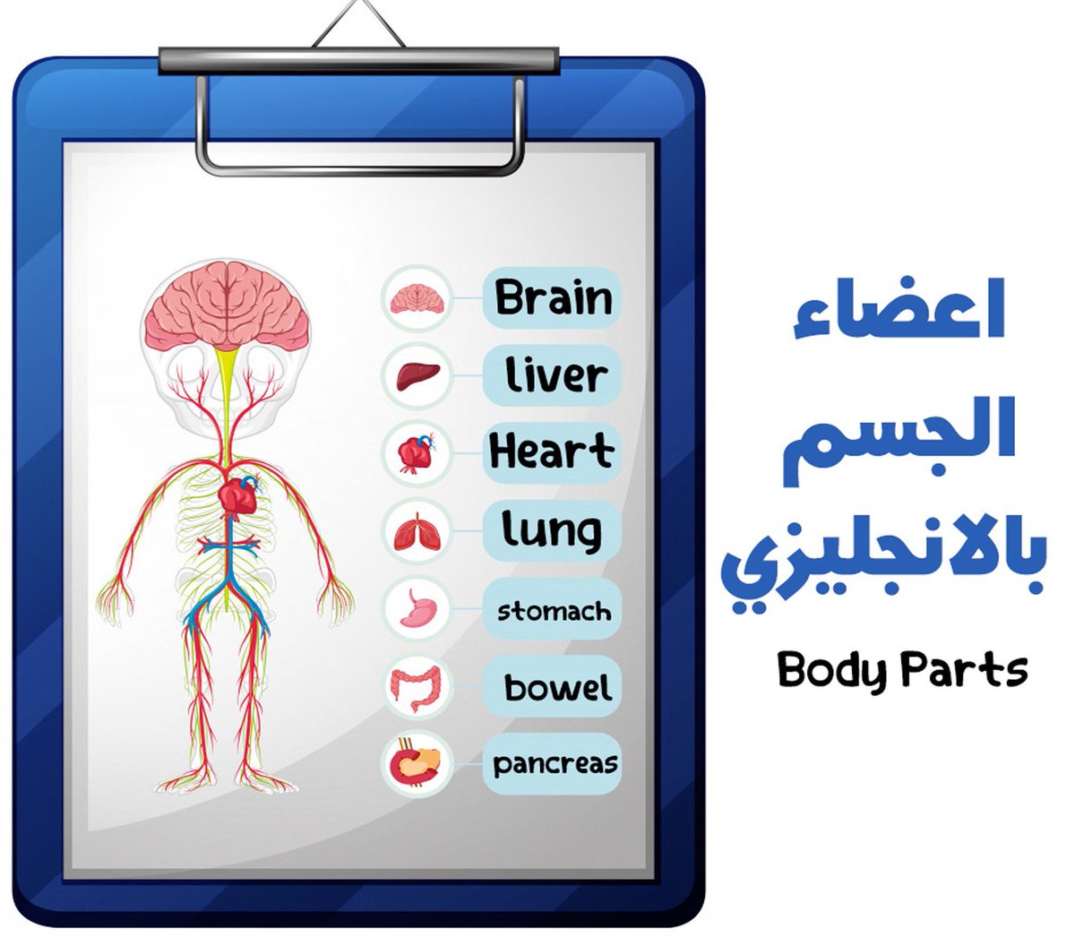Learn_E_N_G's tweet image. Body parts