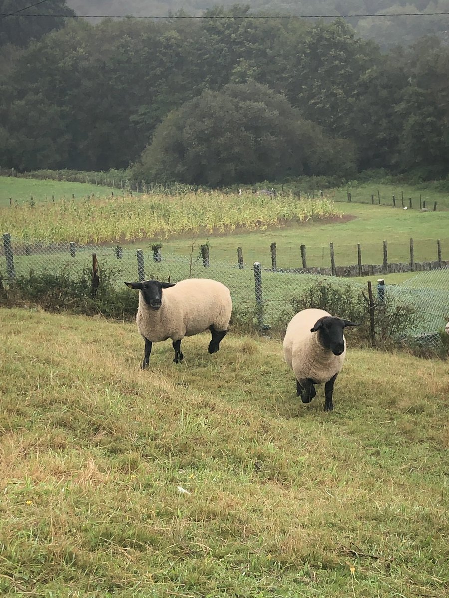Equipazo .. DELROBLE_SUFFOLK 2019/2020
